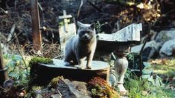 PET SEMATARY Dir. Mary Lambert · Estados Unidos ·